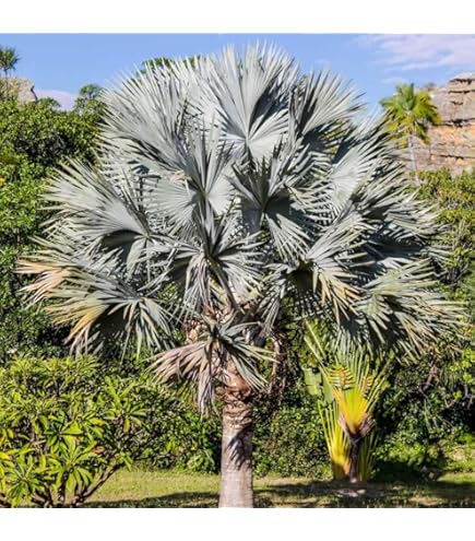 Amazon.com : Silver Bismarck Palm - Live Plant in a 5 Gallon